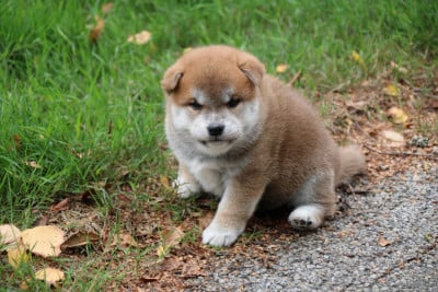 Shiba