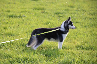Les chiots de Siberian Husky