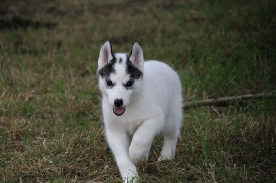 Les chiots de Siberian Husky