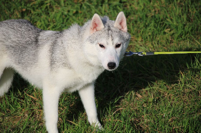 Les chiots de Siberian Husky