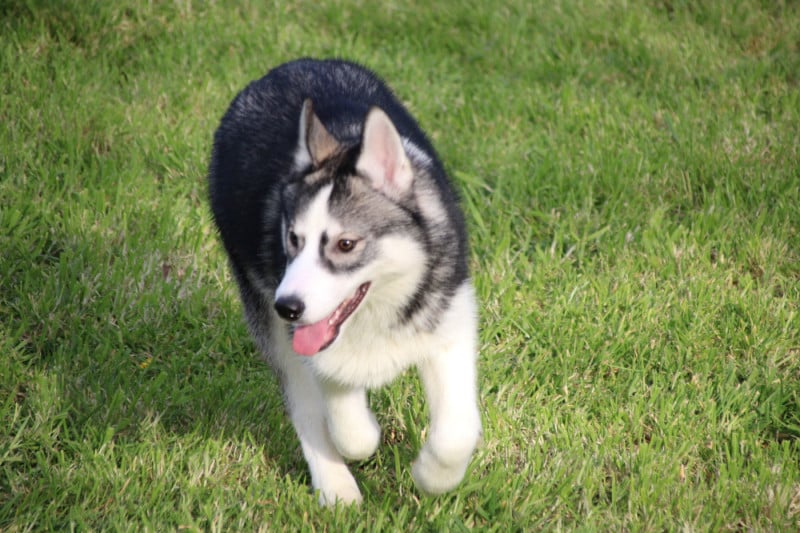Siberian Husky - Des Legendes Du Triskel