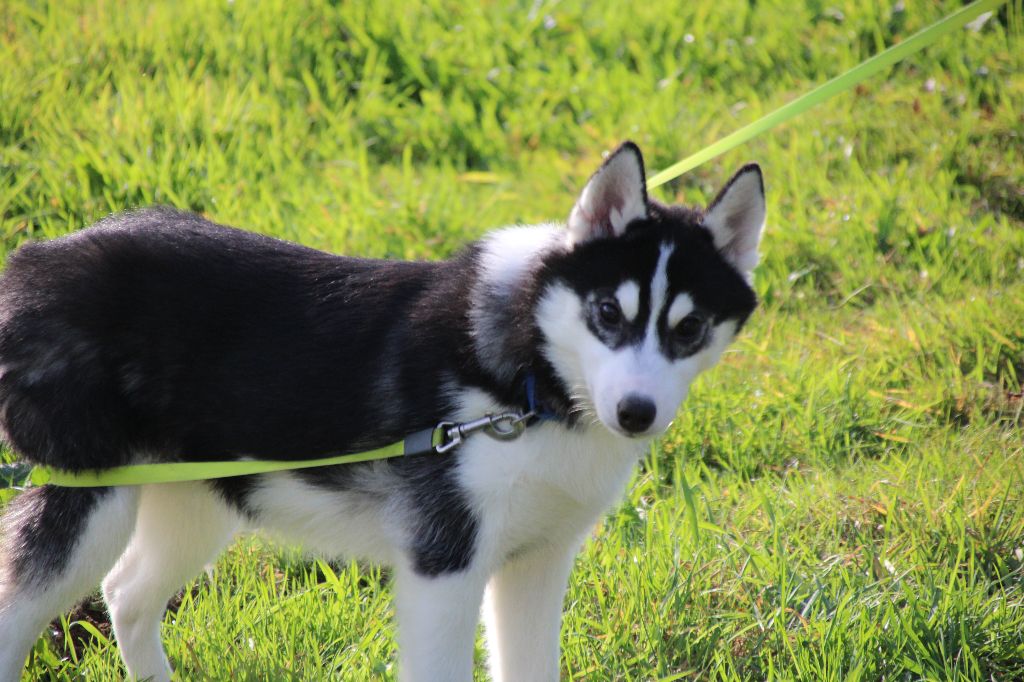 AROW  noir et blanc avec tache blanche