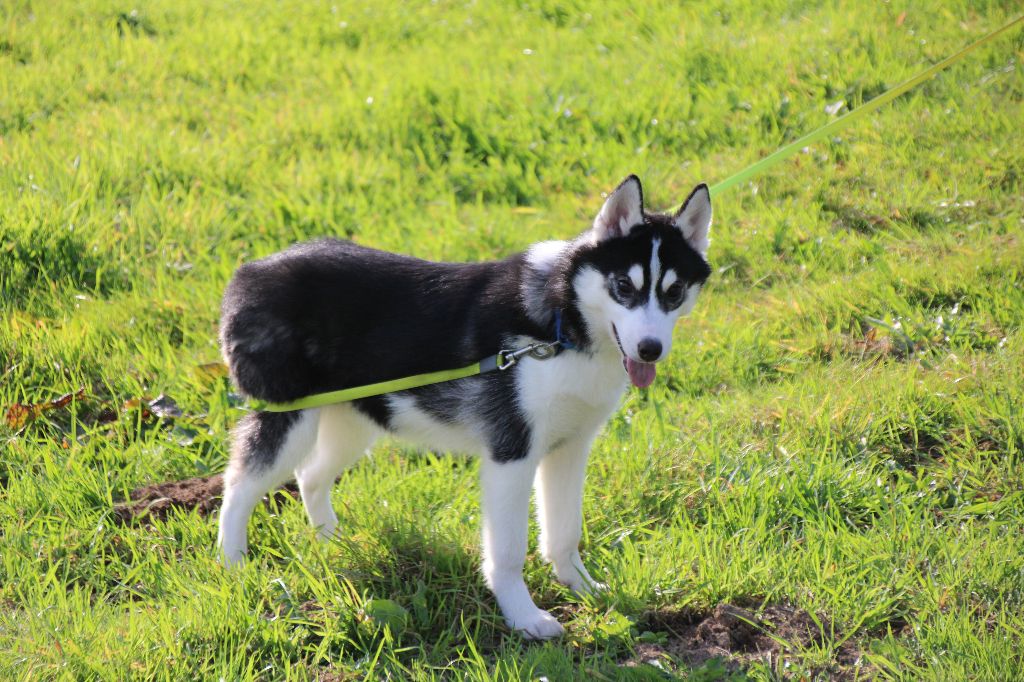 AROW  noir et blanc avec tache blanche