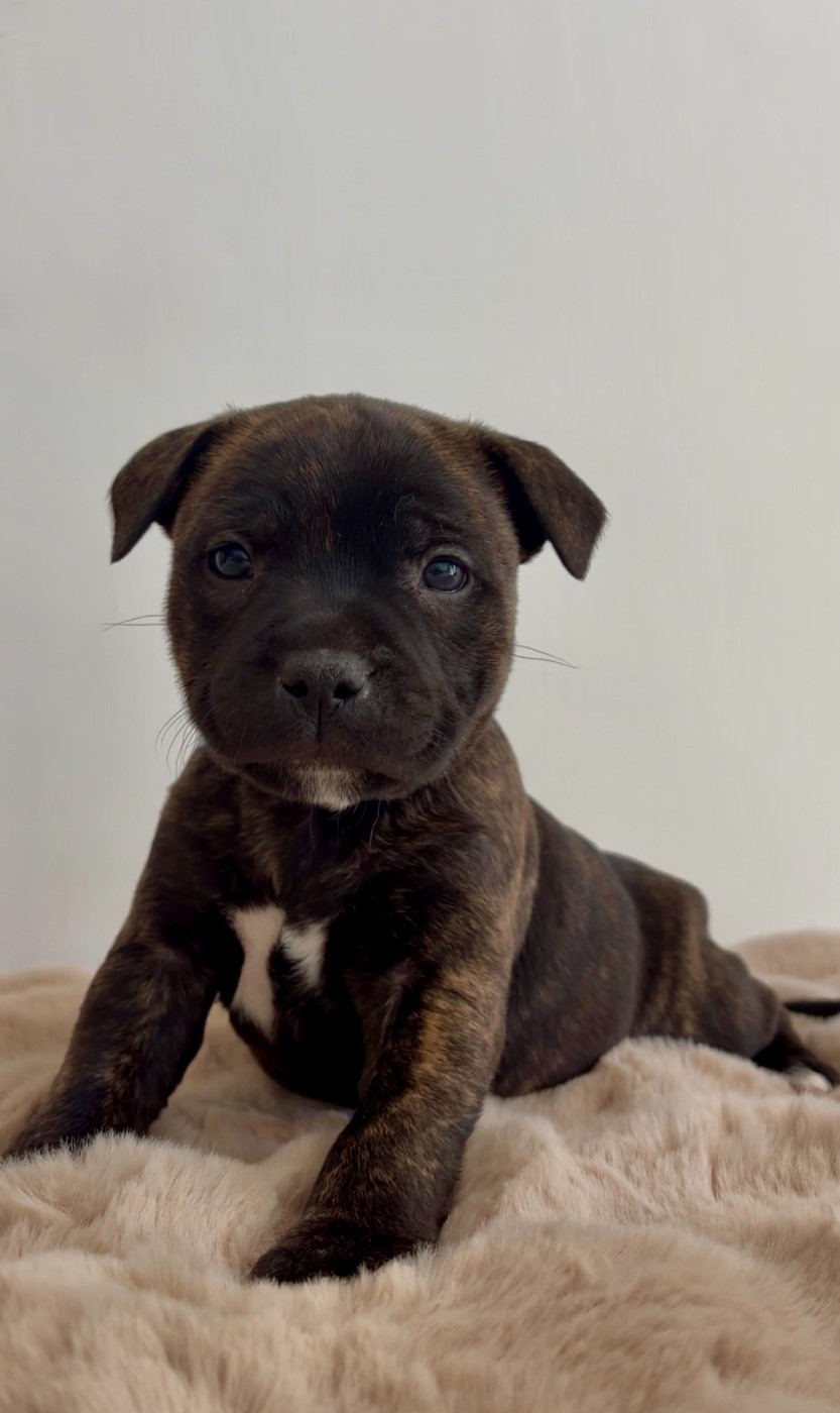 Male 3 / Blue