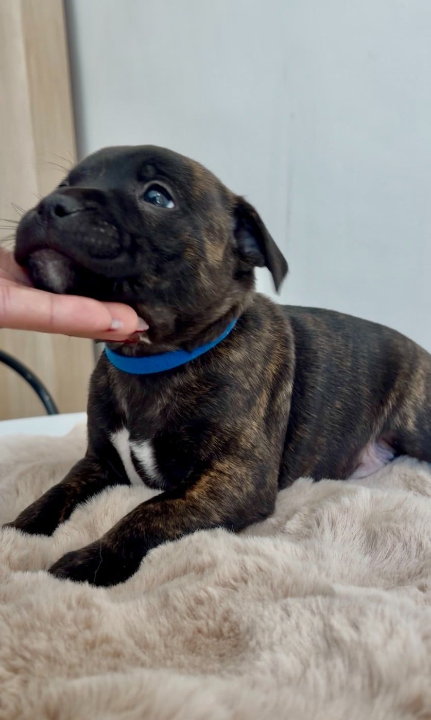 Male 3 / Blue