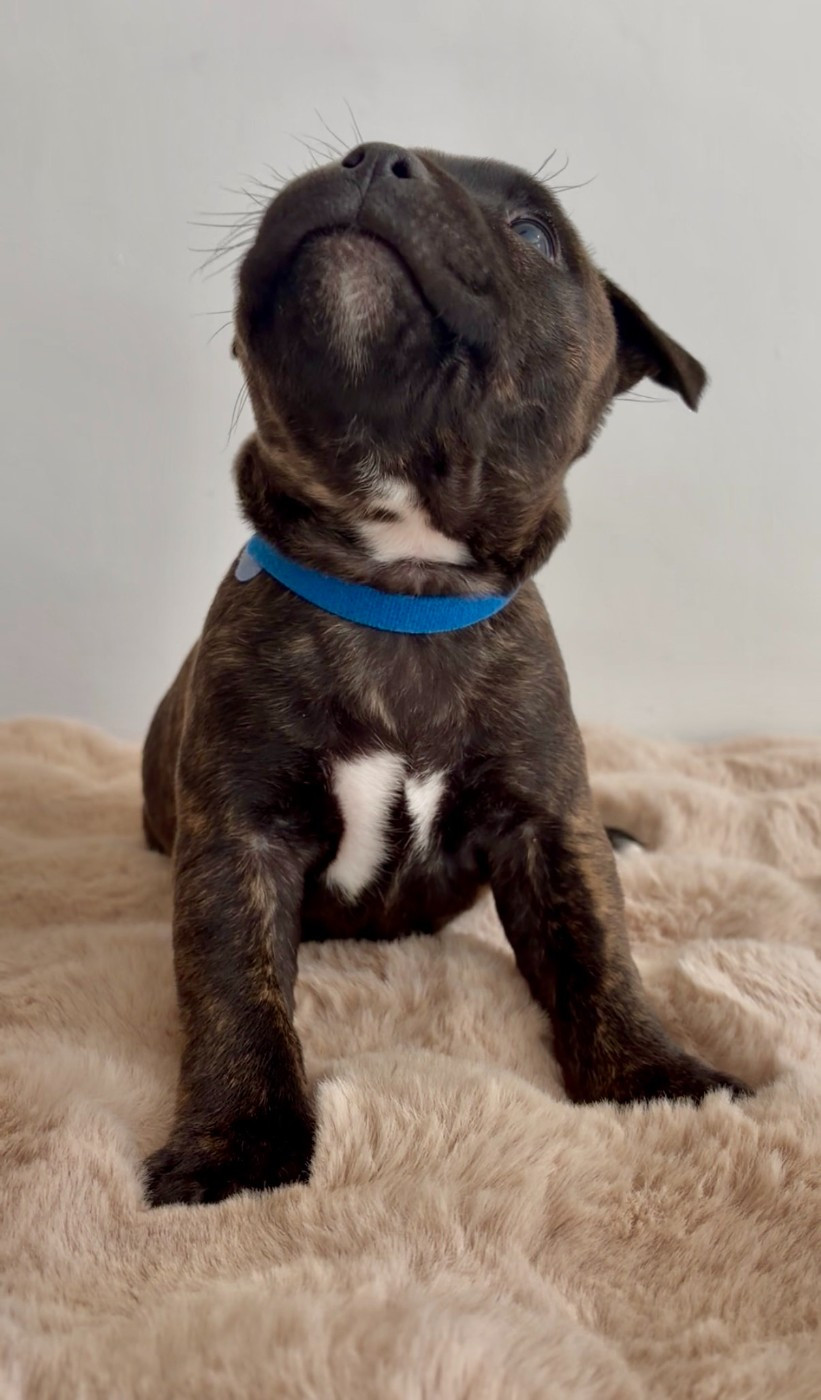 Male 3 / Blue