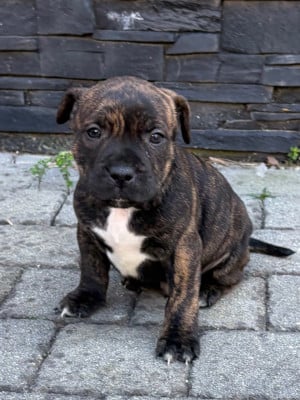 Buddy - Staffordshire Bull Terrier