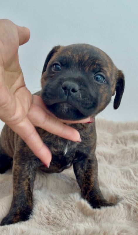Staffordshire Bull Terrier - Harmonia Staff