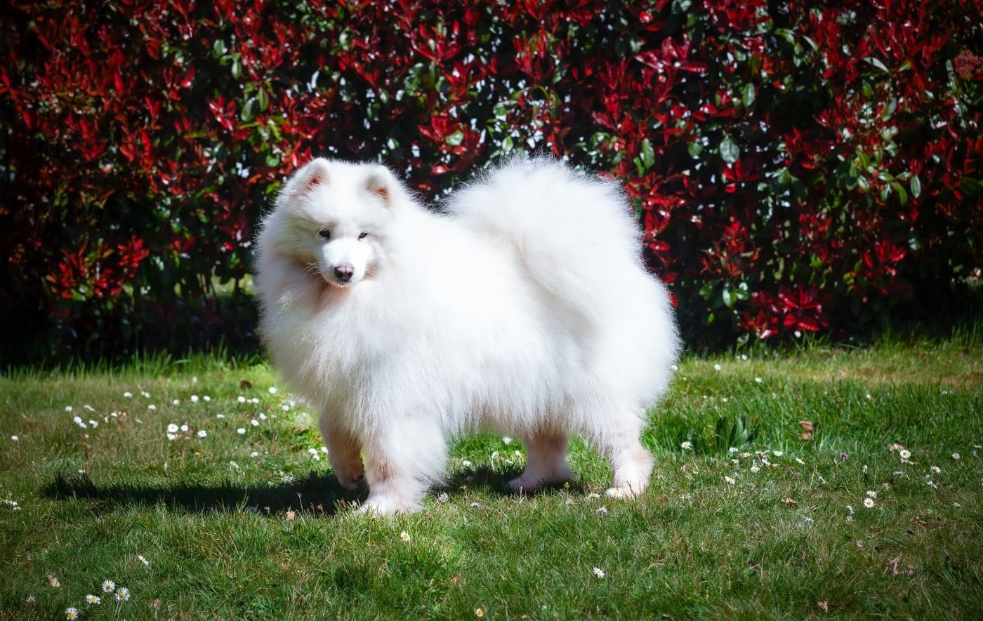 CH. anatina Coffee call