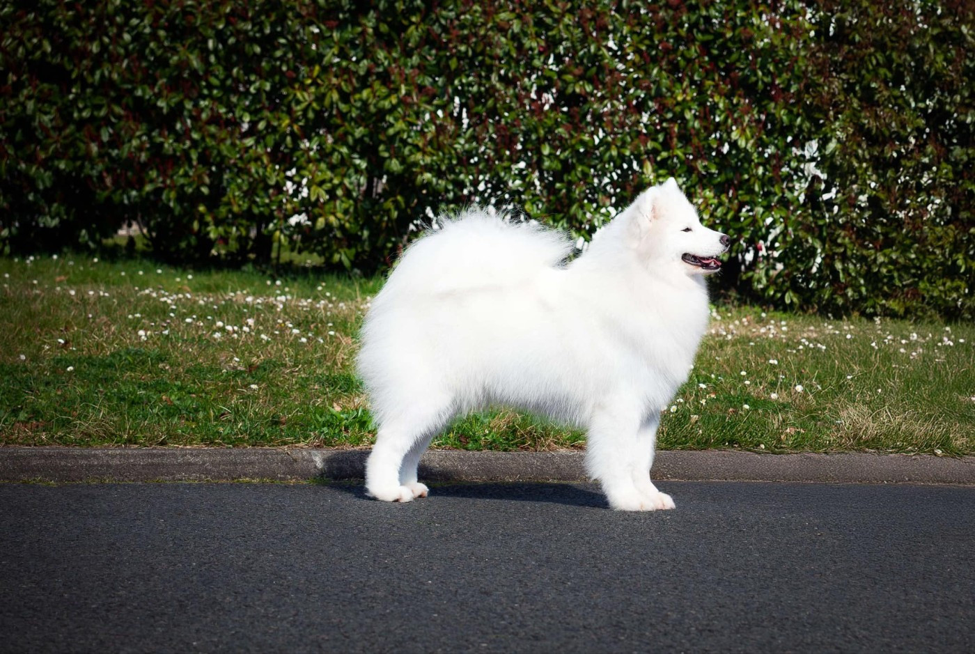 Vulcano stromboli Of The Polar Unicorn Star