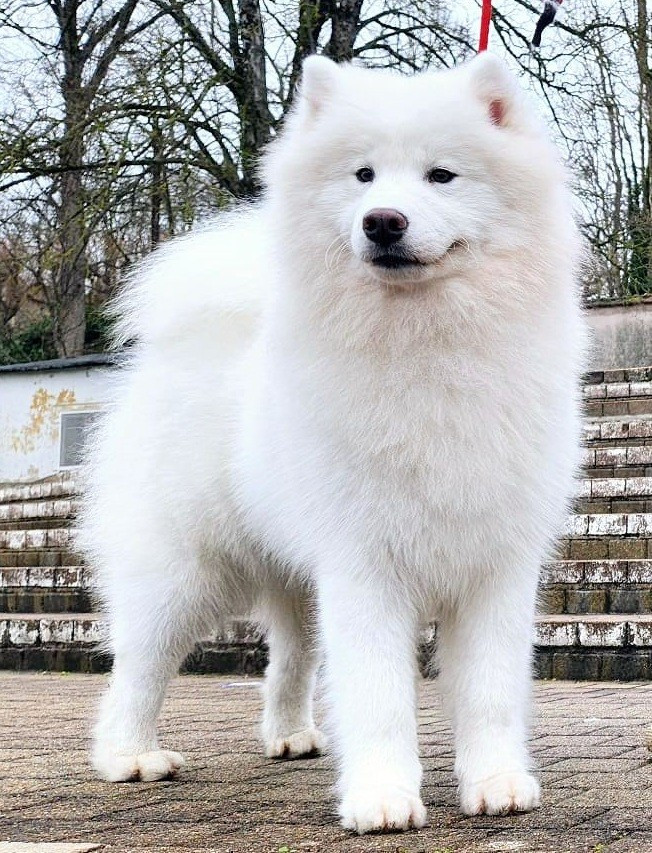 Vulcano stromboli Of The Polar Unicorn Star