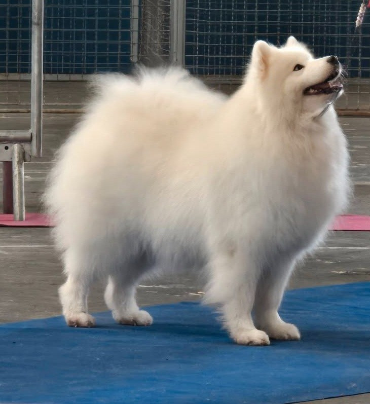 CH. anatina Coffee call - 1 EXCELLENT CACIB-V MEILLEUR VETERAN