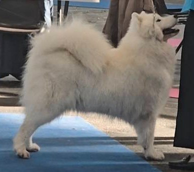 CH. True love topaze boschi vecchi - 1 EXCELLENT MEILLEUR SEXE OPPOSE