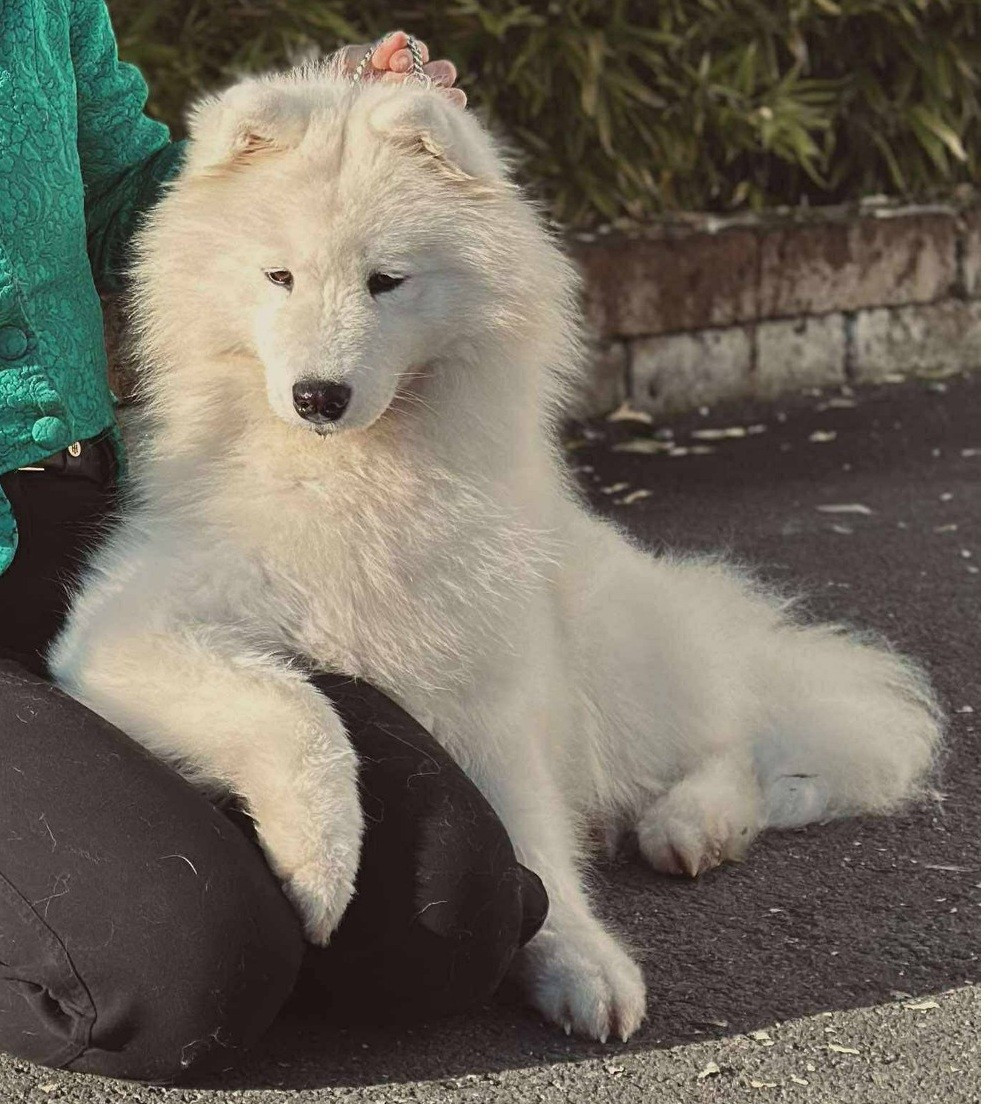 CH. True love topaze boschi vecchi - 1er EXCELLENT CAC