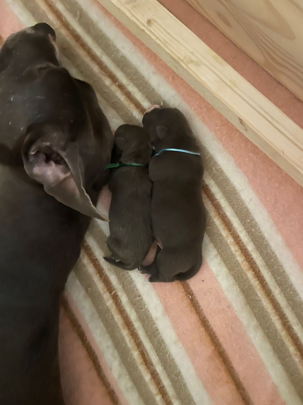 CHIOT 8 - American Staffordshire Terrier