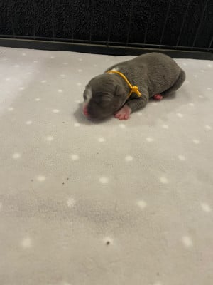 CHIOT 1 - American Staffordshire Terrier