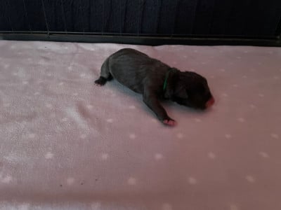 CHIOT 2 - American Staffordshire Terrier