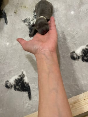 CHIOT 3 - American Staffordshire Terrier