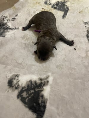 CHIOT 5 - American Staffordshire Terrier