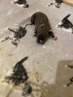 CHIOT 6 - American Staffordshire Terrier