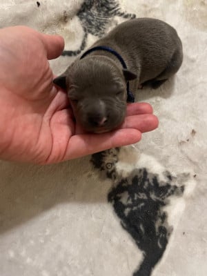 CHIOT 7 - American Staffordshire Terrier