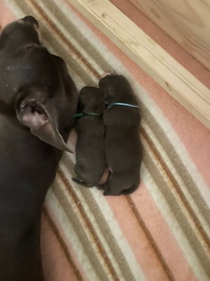 CHIOT 8 - American Staffordshire Terrier