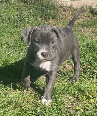 Les chiots de American Staffordshire Terrier