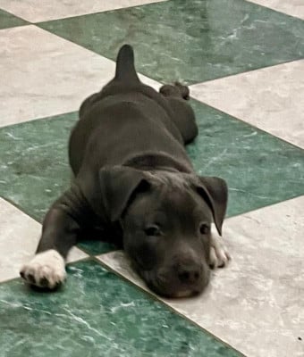 Les chiots de American Staffordshire Terrier