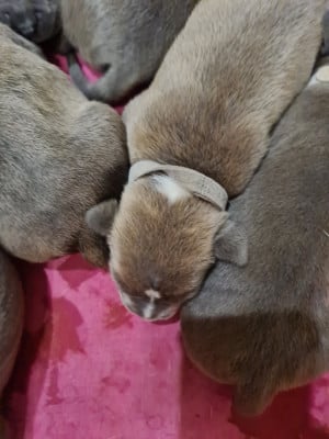Collier gris - American Staffordshire Terrier