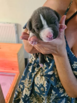 Collier violet - American Staffordshire Terrier