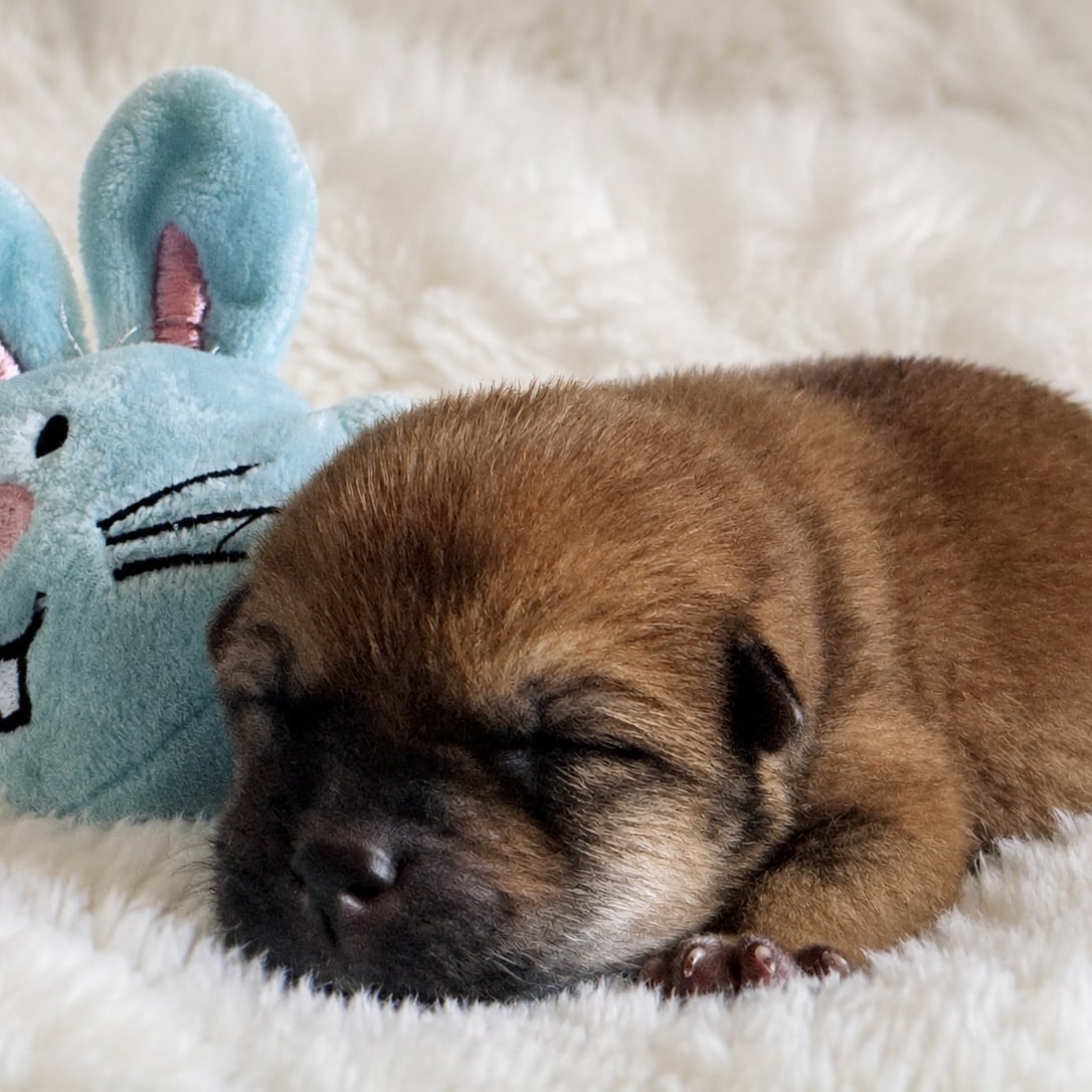 Chiot N°1 - Shiba