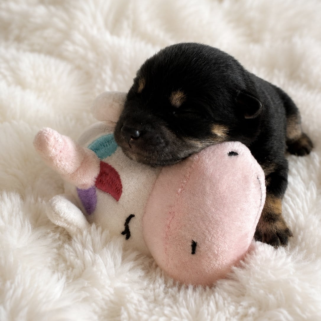 Chiot N°2 - Shiba