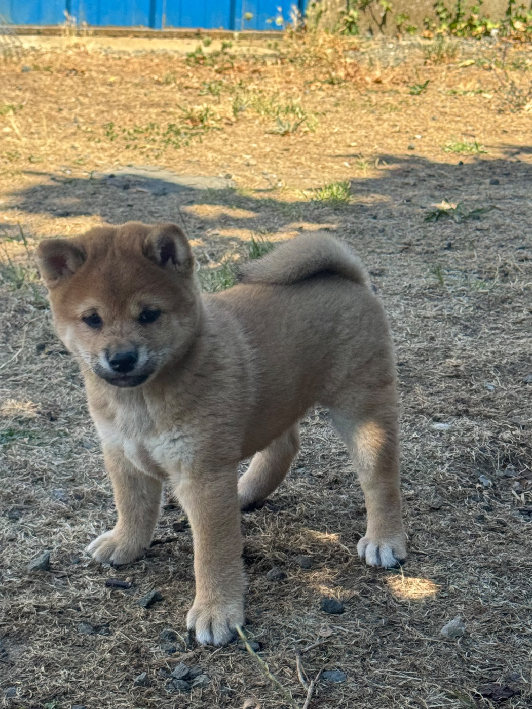 Chiot N°1