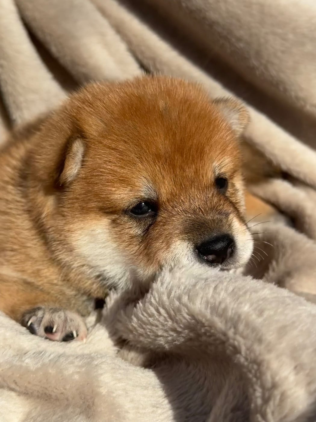 Chiot N°2 - Shiba