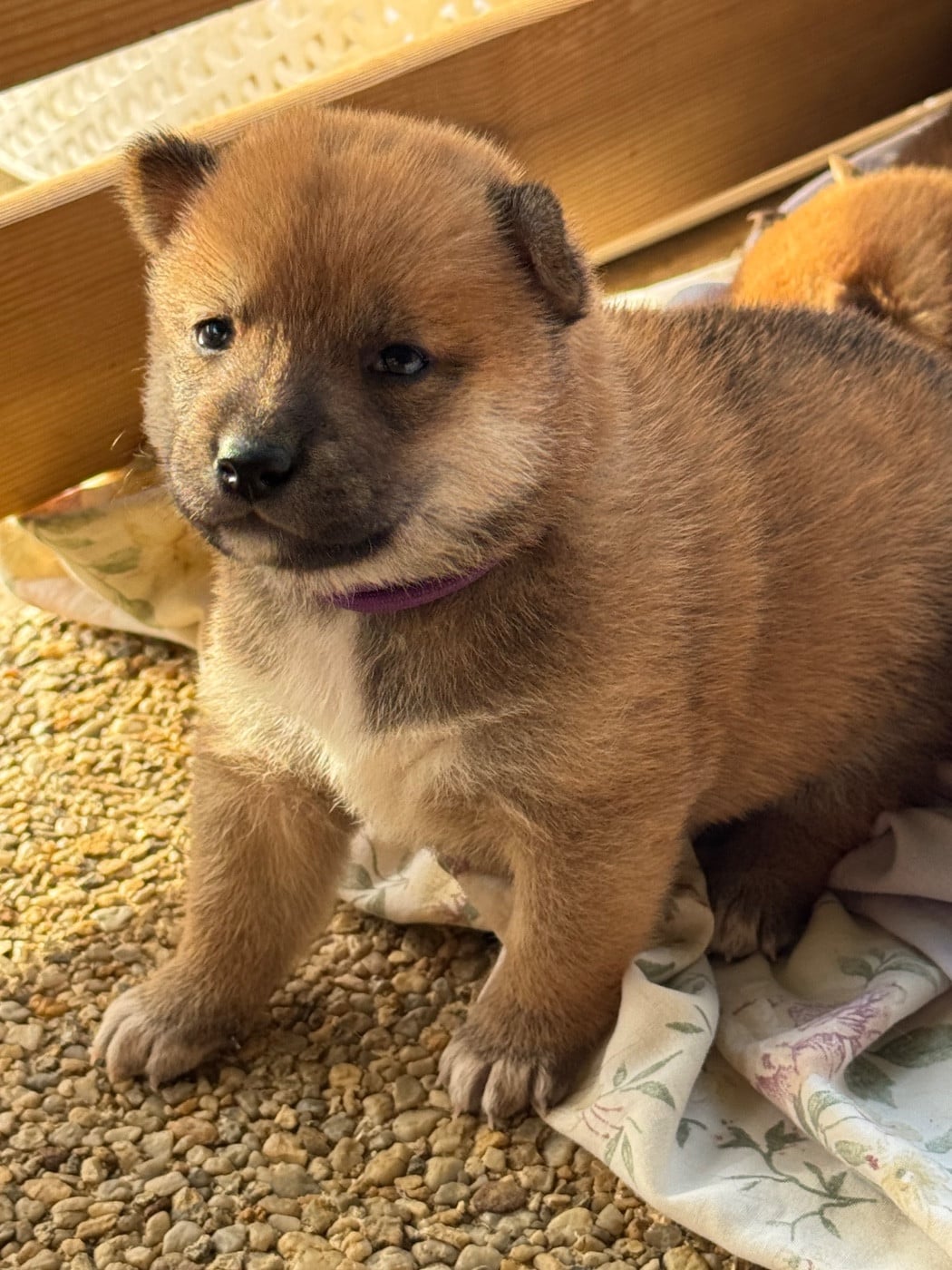 Chiot N°3 - Shiba