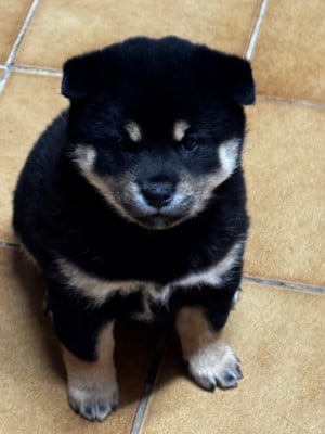 Les chiots de Shiba