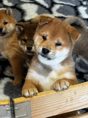 Les chiots de Shiba