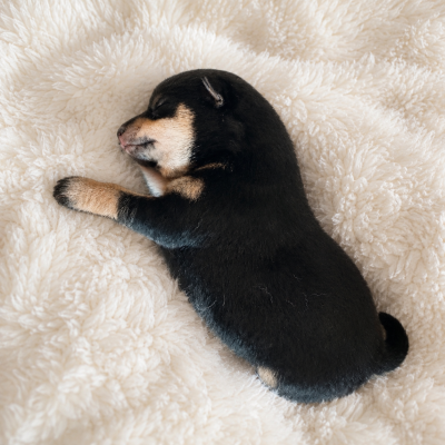 Les chiots de Shiba