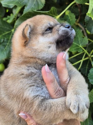 Les chiots de Shiba