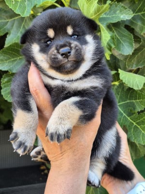 Les chiots de Shiba