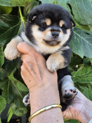 Les chiots de Shiba