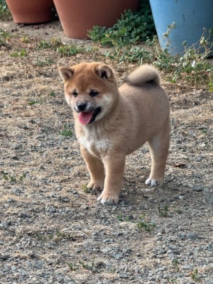 Les chiots de Shiba