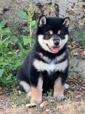 Les chiots de Shiba