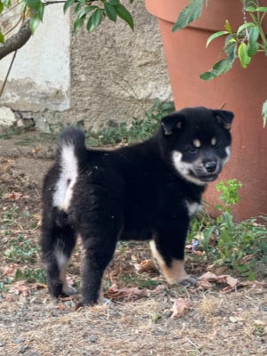Les chiots de Shiba