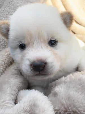 Les chiots de Shiba