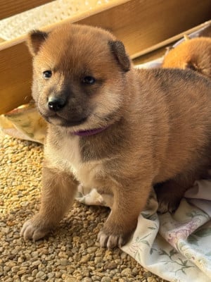 Les chiots de Shiba