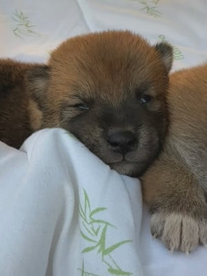 Les chiots de Shiba
