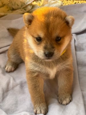 Les chiots de Shiba