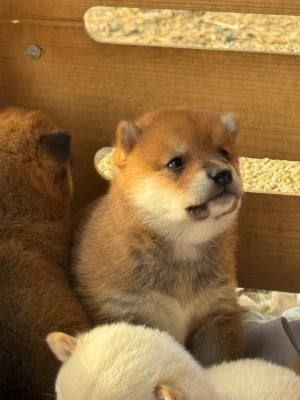 Les chiots de Shiba