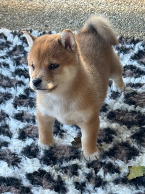 Les chiots de Shiba
